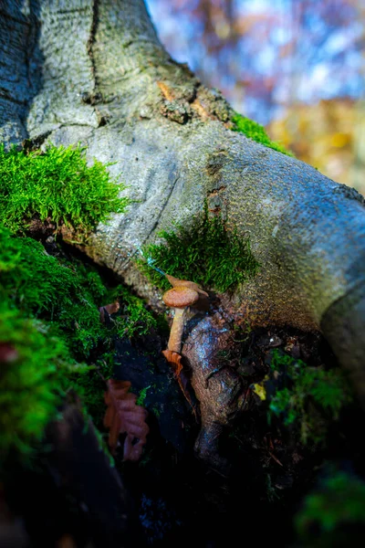 Fungo Muschio Sul Tronco Albero Nella Foresta — Foto Stock