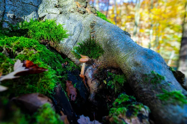 Svamp Och Mossa Trädstam Skogen — Stockfoto