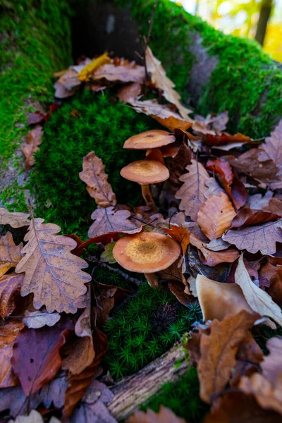 Őszi Levelek Gombák Erdőben — Stock Fotó