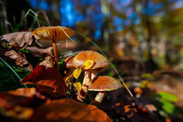 Autumn Leaves Mushrooms Forest — Stock Photo, Image