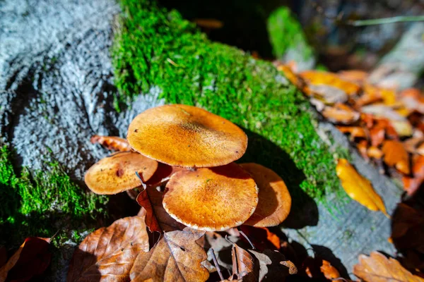 Champignons Automne Mousse Verte Dans Forêt — Photo