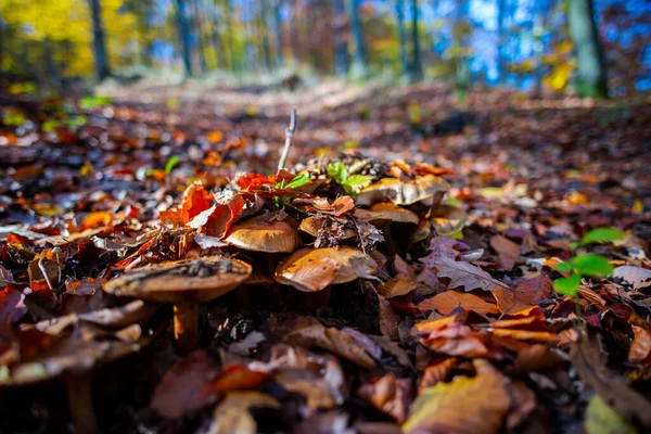 Autumn Leaves Mushrooms Forest — Stock Photo, Image