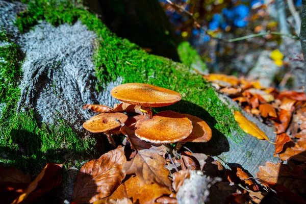 Champignons Automne Mousse Verte Dans Forêt — Photo