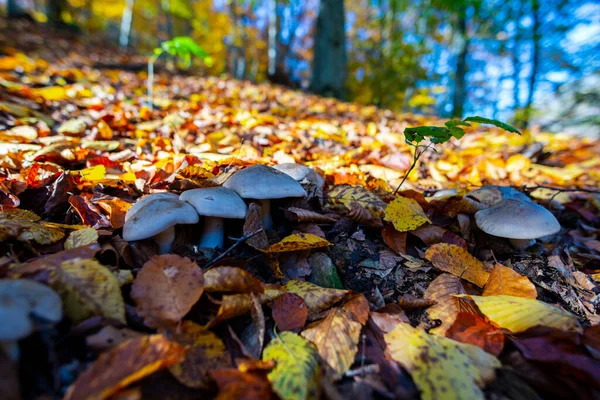 Autumn Leaves Mushrooms Forest — Stock Photo, Image