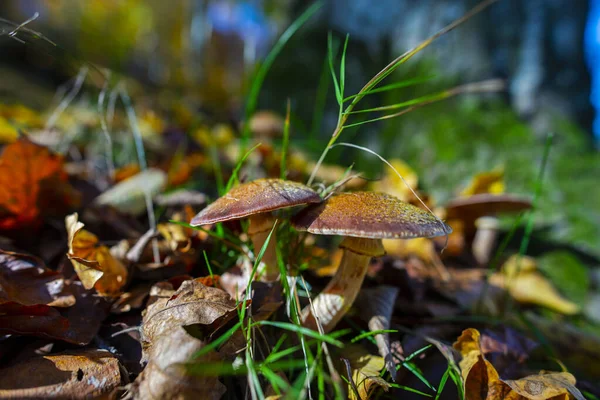 Autumn Leaves Mushrooms Forest — Stock Photo, Image