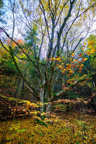 Árbol Otoño Con Hojas Brillantes Parque — Foto de Stock