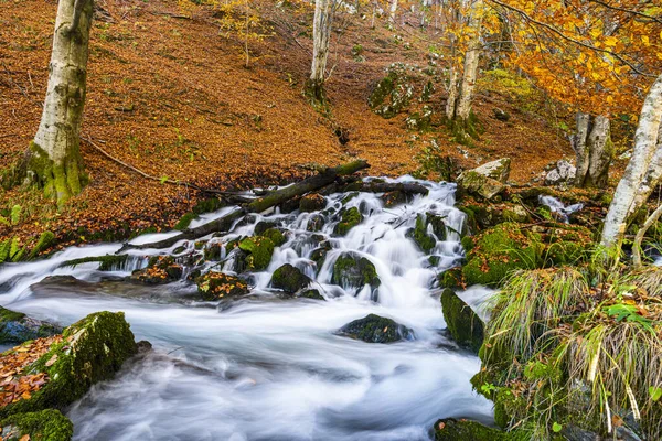 渓流や森のある秋の風景 — ストック写真