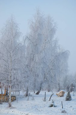 Karla kaplı ağaçlarla kaplı kış manzarası