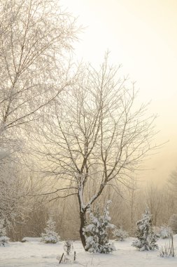 Karla kaplı ağaçlarla kaplı kış manzarası