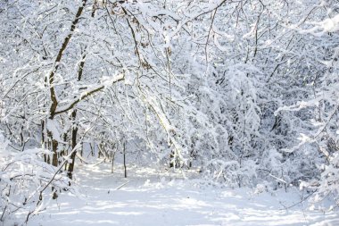 Kış ormanındaki ağaçlar karla kaplı.