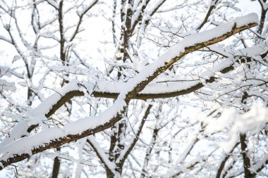 Karla kaplı ağaç dalları, yakın çekim