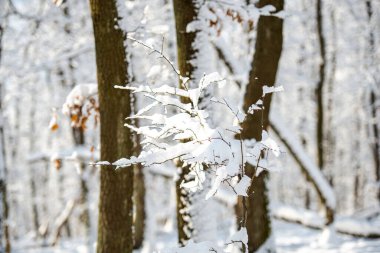 Karla kaplı ağaç dalları, yakın çekim