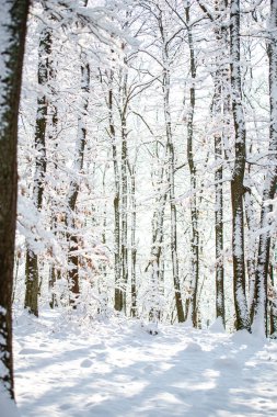 Kış ormanındaki ağaçlar karla kaplı.