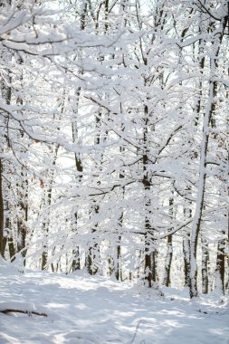 Kış ormanındaki ağaçlar karla kaplı.