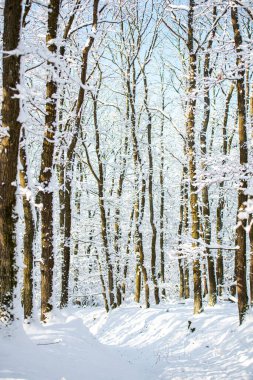 Kış ormanındaki ağaçlar karla kaplı.