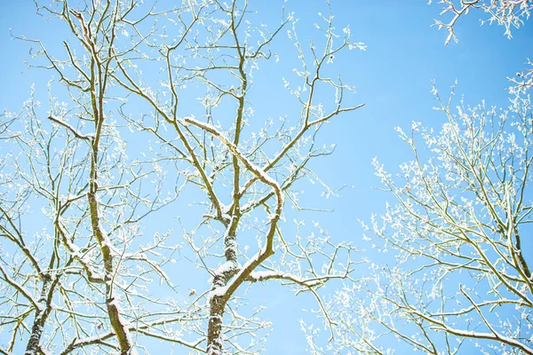 Takken Bedekt Met Sneeuw Met Blauwe Lucht — Stockfoto