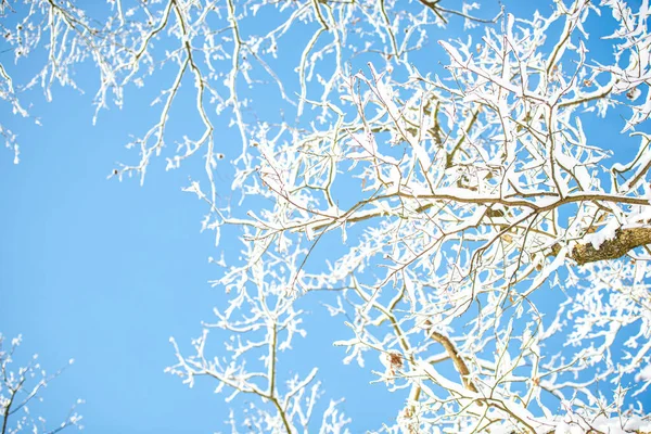 Takken Bedekt Met Sneeuw Met Blauwe Lucht — Stockfoto