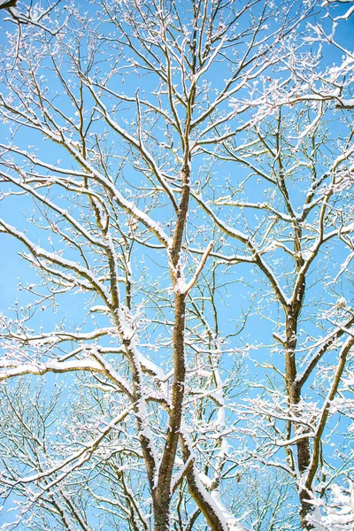 Ветви Деревьев Покрыты Снегом Голубым Небом — стоковое фото