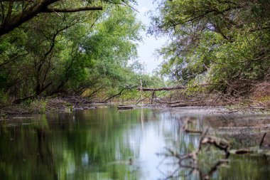 Ormandaki nehir manzarası
