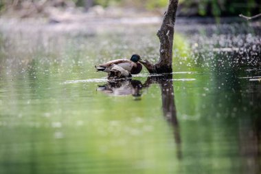 Göl manzaralı yaban ördeği