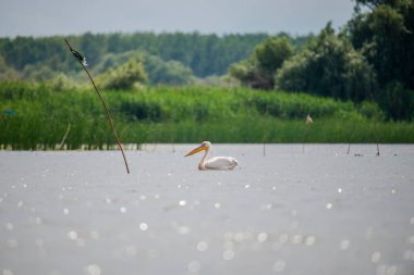 Danube delta görünümünde pelikan