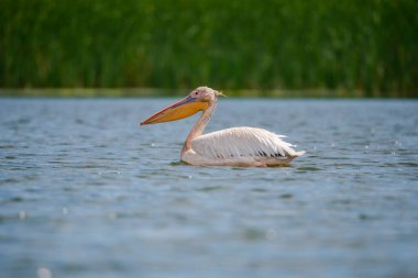 Danube delta görünümünde pelikan