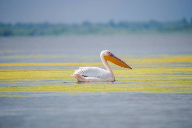 Danube delta görünümünde pelikan