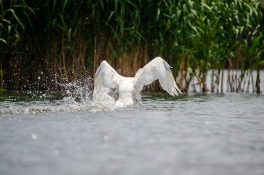 Göl manzaralı beyaz kuğu