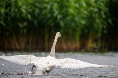 Suda yüzen beyaz kuğu 