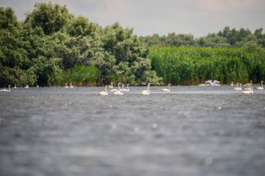Göl manzaralı kuşlar
