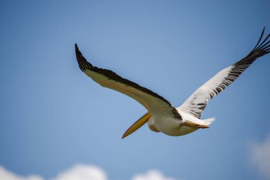 Gökyüzündeki pelikan uçuyor, manzara