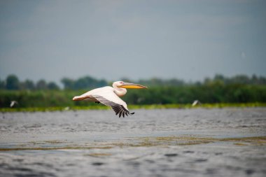 Pelikan Tuna Deltası, Romanya 
