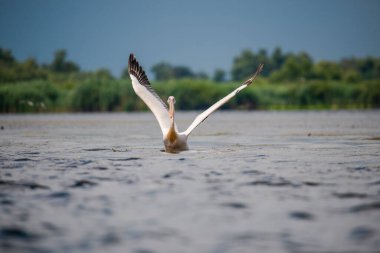 Pelikan Tuna Deltası, Romanya 