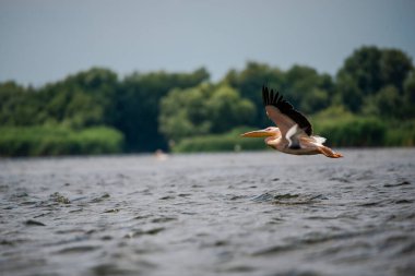 Pelikan Tuna Deltası, Romanya 