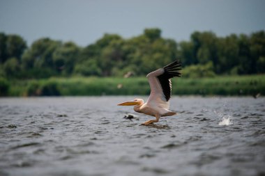Pelikan Tuna Deltası, Romanya 