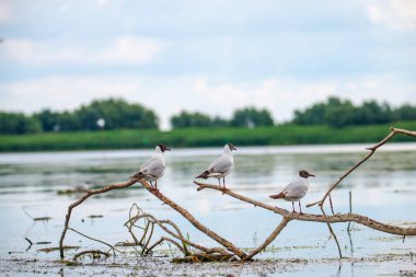 martı göl manzarasında