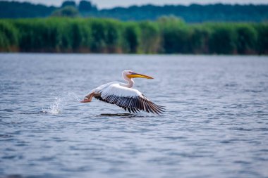 Danube delta görünümünde pelikan