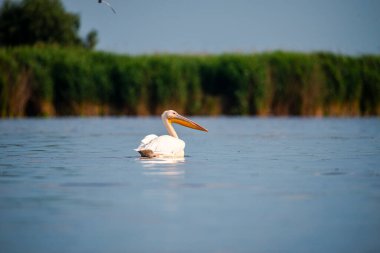 Danube delta görünümünde pelikan