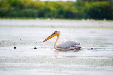 Danube delta görünümünde pelikan