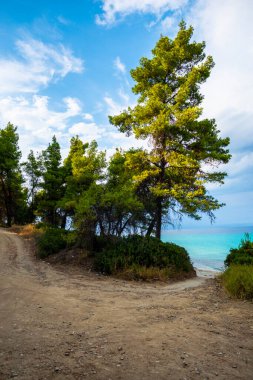 Yazın göl kıyısında yeşil ağaçlarla güzel tropikal bir manzara.