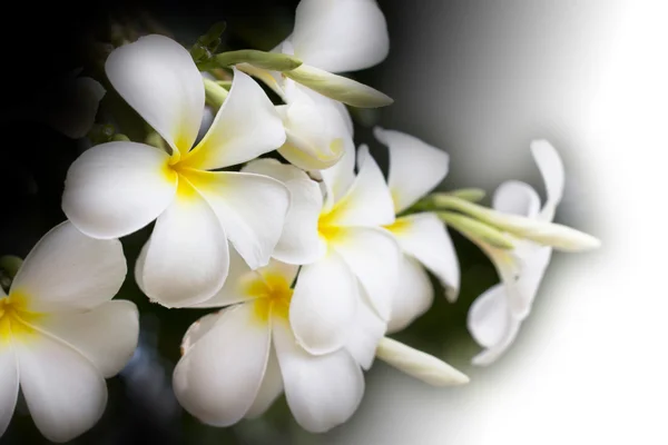 Flor y mariposa — Foto de Stock