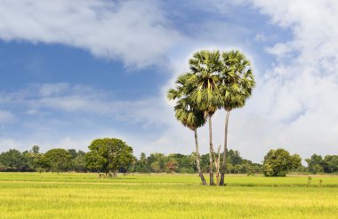 Şeker hurma ile pirinç alan