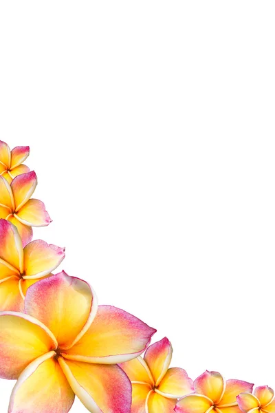 Fiori rosa frangipani (plumeria) Cornice — Foto Stock