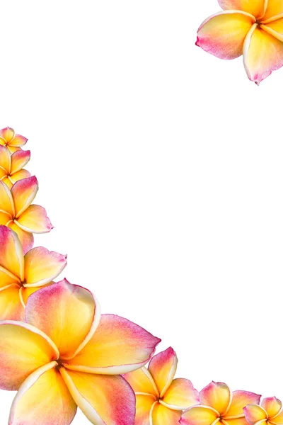 Fiori rosa frangipani (plumeria) Cornice — Foto Stock