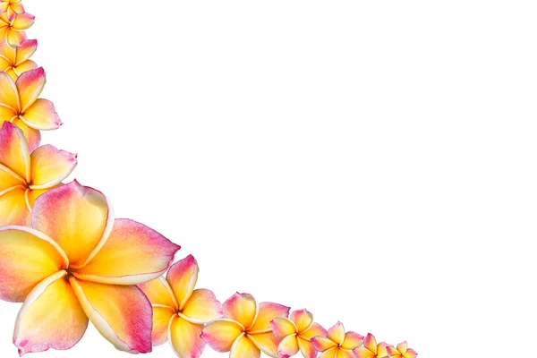 Fiori rosa frangipani (plumeria) Cornice — Foto Stock