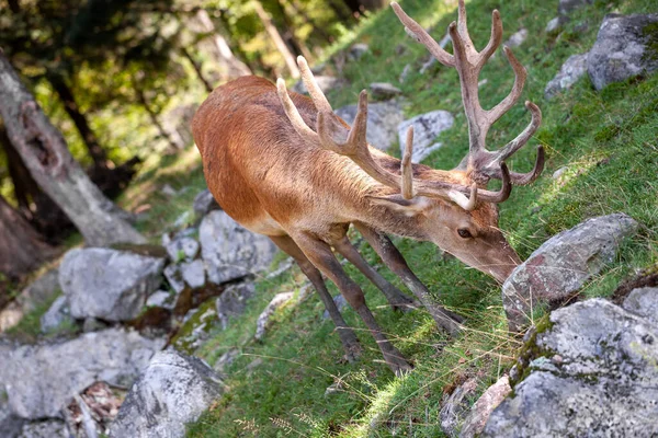 Mannelijke rode herten — Stockfoto