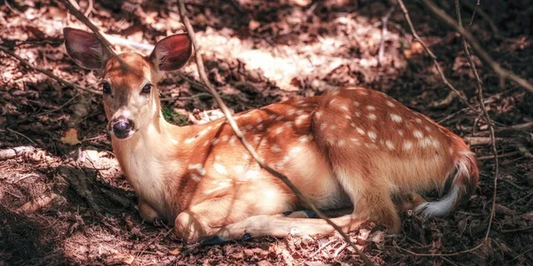 Weißschwanzhirsch legt sich in Wald — Stockfoto