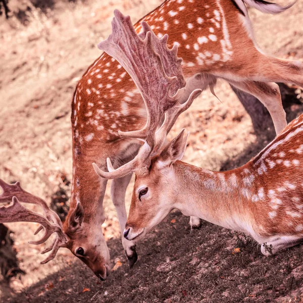 Dois veados de cauda branca lado a lado — Fotografia de Stock