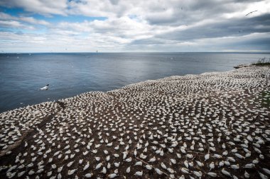 Kanada 'da kuzey sümsük kuşları kolonisi