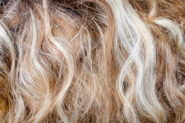 Découpe Cheveux Bouclés Blonds Isolés Comme Une Composition Fond Texture — Photo